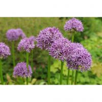 Bio allium purple sensation 5 bollen - afbeelding 2