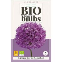 Bio allium purple sensation 5 bollen - afbeelding 3