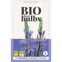 Bio Camassia Leichtlinii Caerulea 2 bollen - afbeelding 1