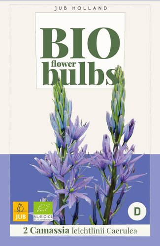 Bio Camassia Leichtlinii Caerulea 2 bollen - afbeelding 3