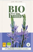 Bio Camassia Leichtlinii Caerulea 2 bollen - afbeelding 3