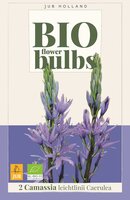 Bio Camassia Leichtlinii Caerulea 2 bollen