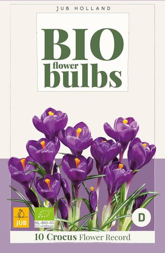 Bio Crocus Flower Record 10 bollen - afbeelding 3