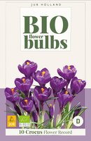 Bio Crocus Flower Record 10 bollen - afbeelding 3