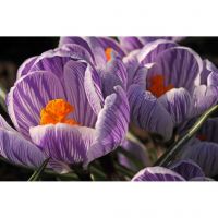Bio crocus king of the striped 10 bollen - afbeelding 2