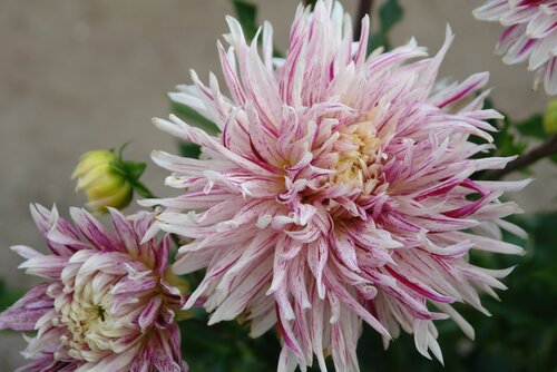 Bio dahlia Avignon - afbeelding 2