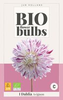 Bio dahlia Avignon - afbeelding 2