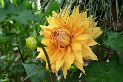 BIO Dahlia Bilbao - afbeelding 2