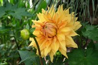 BIO Dahlia Bilbao - afbeelding 2