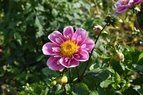 Bio dahlia hartenaas - afbeelding 2