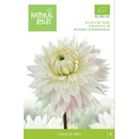 BIO Dahlia Kiev
