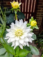 BIO Dahlia Kiev - afbeelding 2