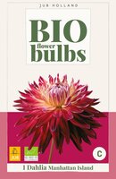 BIO Dahlia Manhattan island