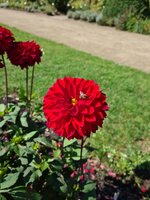 BIO Dahlia Menorca - afbeelding 2