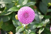 Bio dahlia pink pop - afbeelding 2