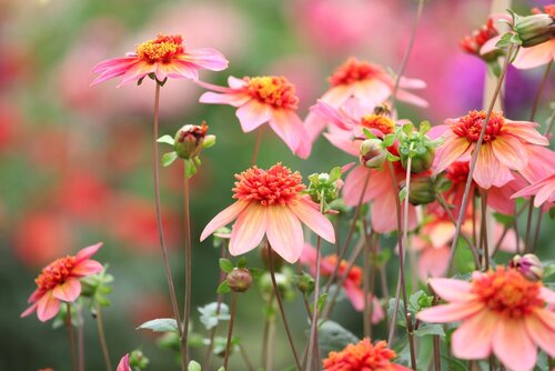 Bio dahlia totally tangerine - afbeelding 2