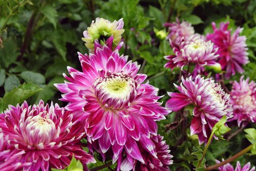 Bio dahlia vancouver - afbeelding 2