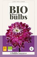 Bio dahlia vancouver - afbeelding 2