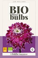 Bio dahlia vancouver - afbeelding 1