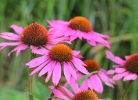 Bio echinacea purpurea magnus - afbeelding 2