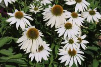 Bio echinacea purpurea white swan - afbeelding 2