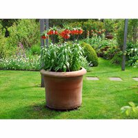 Bio Fritillaria imperialis rubra 1 bol - afbeelding 3