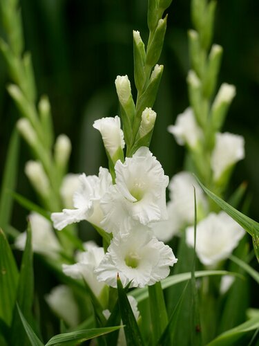 Bio gladiool essential - afbeelding 2