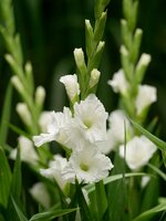 Bio gladiool essential - afbeelding 2