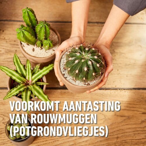 Compo bio granuplant cactus & vetplanten 3 liter - afbeelding 3