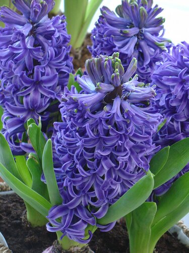 Bio Hyacint blue pearl 3 bollen - afbeelding 2