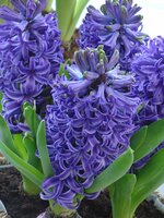 Bio Hyacint blue pearl 3 bollen - afbeelding 2