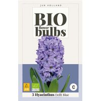 Bio hyacint delft blue 3 bollen - afbeelding 2