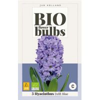 Bio hyacint delft blue 3 bollen - afbeelding 1