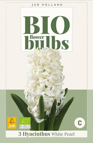 Bio hyacint White Pearl 3 bollen - afbeelding 3