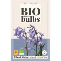 Bio Hyacinthoides hispanica blauw 7 bollen - afbeelding 2