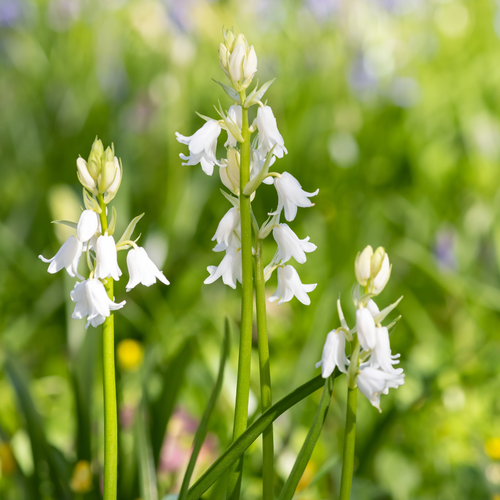 Bio Hyacinthoides hispanica wit 7 bollen - afbeelding 2
