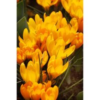 Bio Krokus golden yellow 10 bollen - afbeelding 2