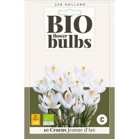 Bio krokus jeanne darc 10 bollen - afbeelding 3