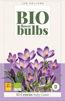 Bio krokus Ruby Giant 15 bollen - afbeelding 4