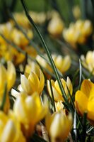 Bio krokus sp. romance 15 bollen - afbeelding 2