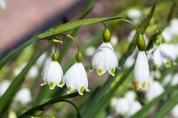 Bio leucojum gravetye giant 3 bollen - afbeelding 2