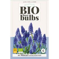 Bio muscari armeniacum 10 bollen - afbeelding 1