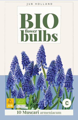 Bio muscari armeniacum 10 bollen - afbeelding 3