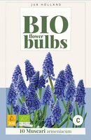 Bio muscari armeniacum 10 bollen - afbeelding 3