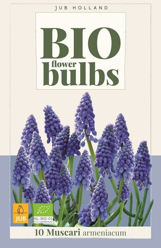 Bio muscari armeniacum 10 bollen - afbeelding 1