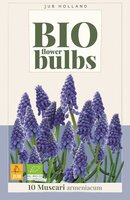 Bio muscari armeniacum 10 bollen