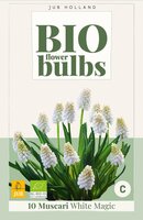 Bio muscari white magic 10 bollen - afbeelding 1