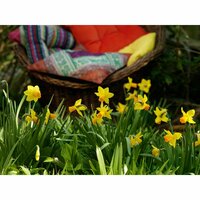Bio narcis jetfire 5 bollen - afbeelding 3