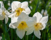 Bio narcis papillon blanc 5bollen - afbeelding 2