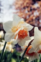 Bio narcis replete 5 bollen - afbeelding 3
